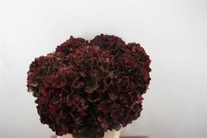 HORT. MAG RUBYRD CL 70